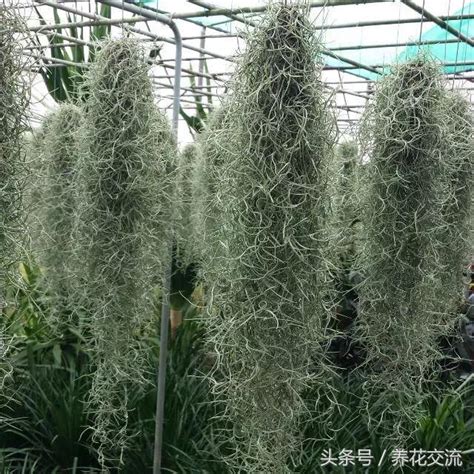 空氣草功效|它才不是鳳梨！地表最強植物「空氣鳳梨」的歷史與應。